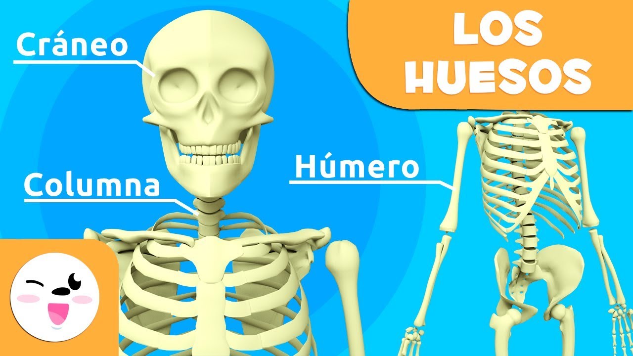 Esqueleto humano para recortar: aprende sus partes