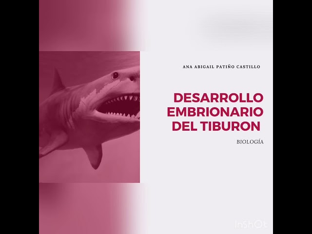 Etapas del desarrollo embrionario del tiburón