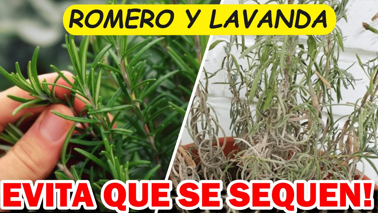 Evita que tu romero se seque en maceta