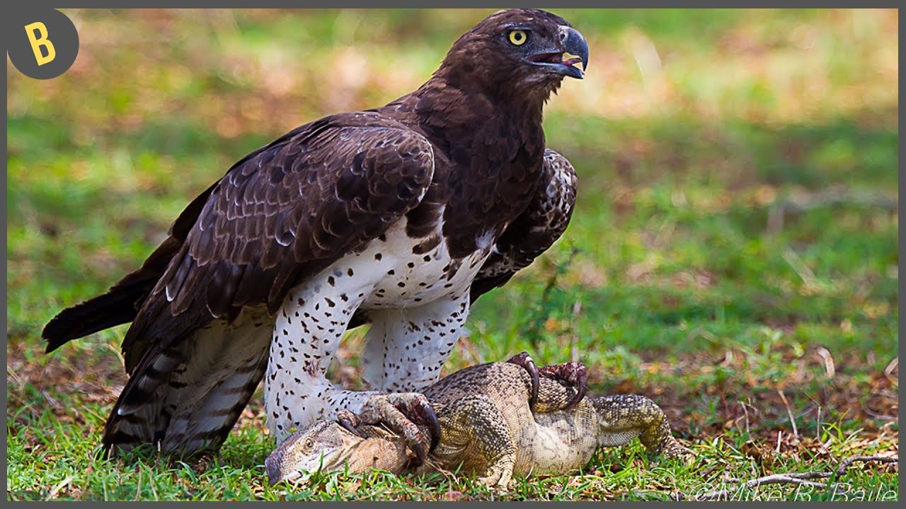 Excremento de aves rapaces: ¡Interesante información!