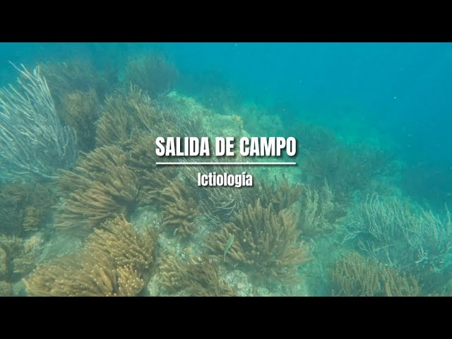 Explora el campo de estudio de la ictiología