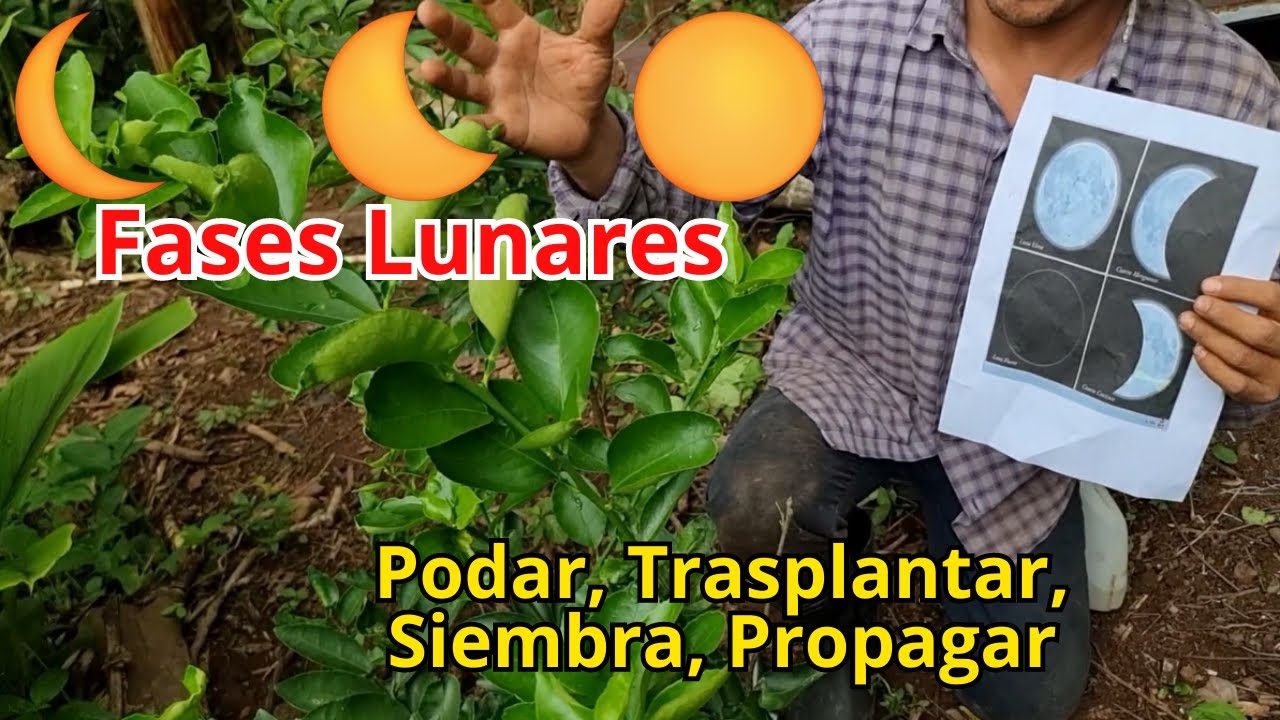 Fases de la Luna en Chile: ¡Conoce más!