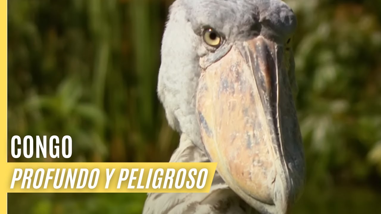 Fauna acuática: habitantes de ríos y lagos
