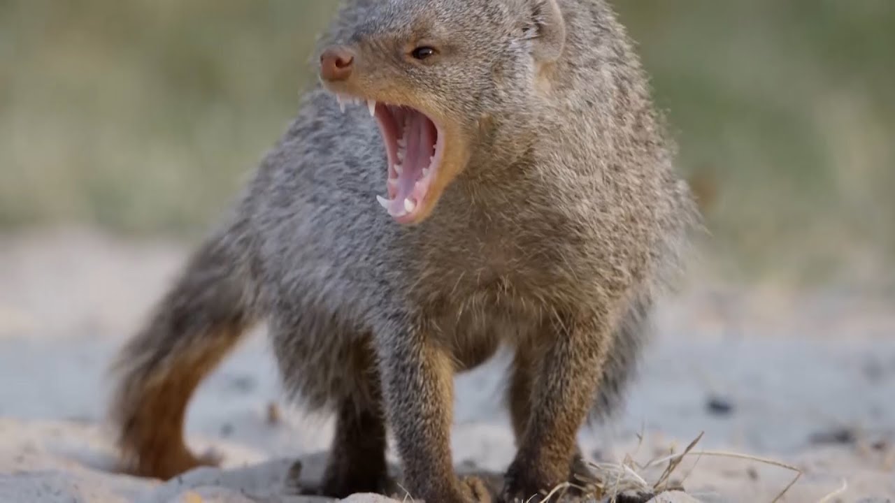 Fauna de Serpientes Escorpiones y Roedores en la Región