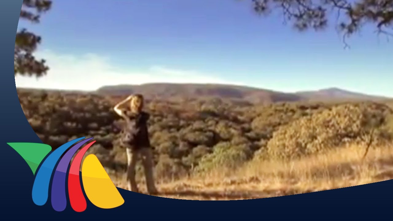 Fauna en el bosque de la primavera: Conoce sus habitantes
