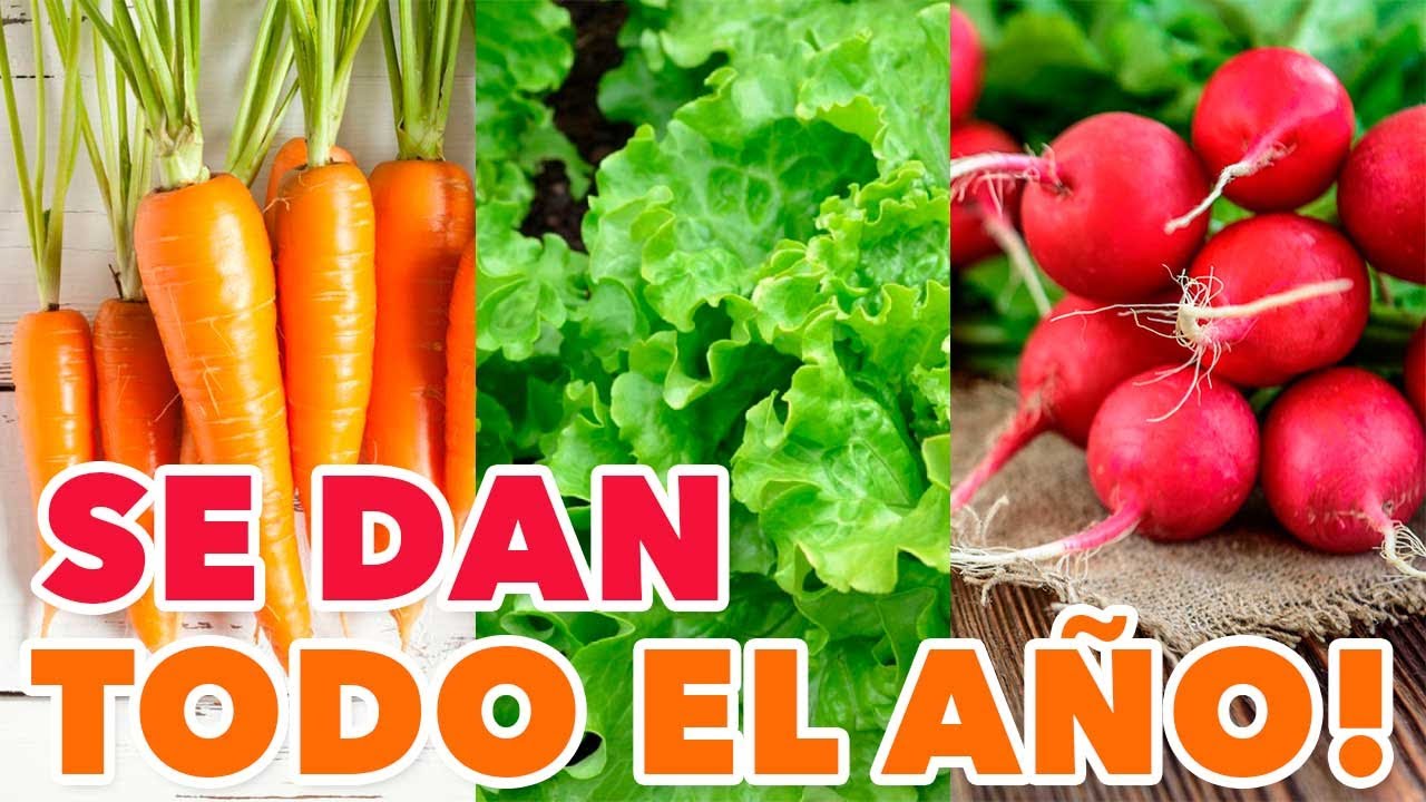 Fechas de siembra de verduras