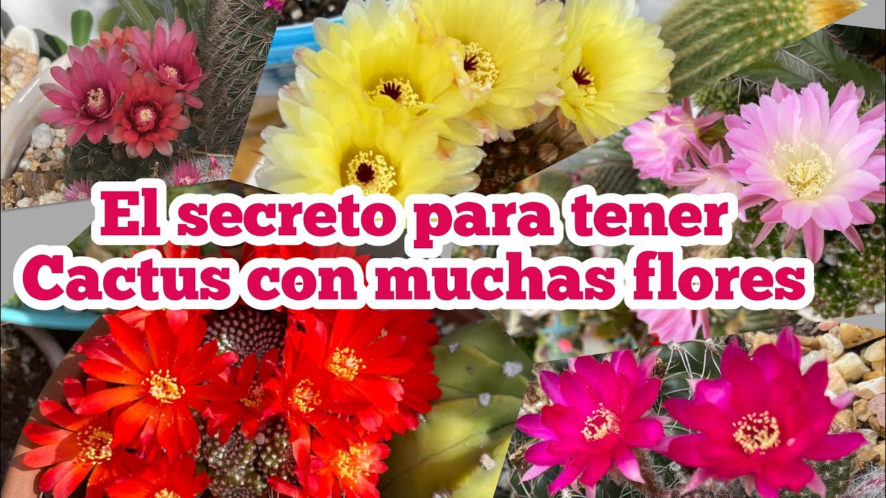 Flor de Cactus en Forma de Estrella: Belleza Natural