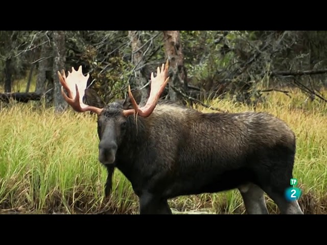Flora y fauna de Estados Unidos