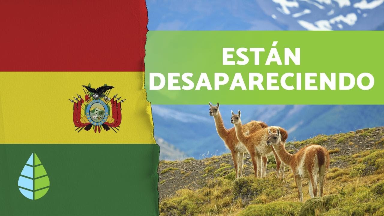 Flora y fauna en peligro en Bolivia