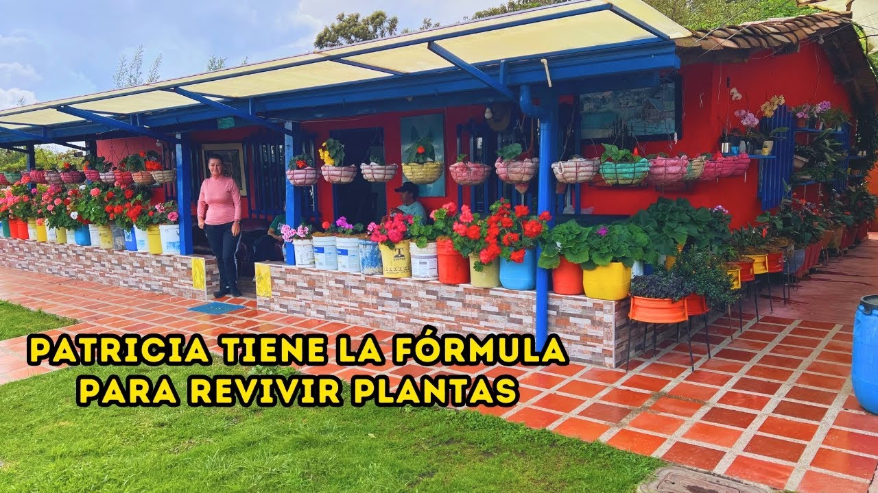 Flores cortadas de mi jardín: una historia