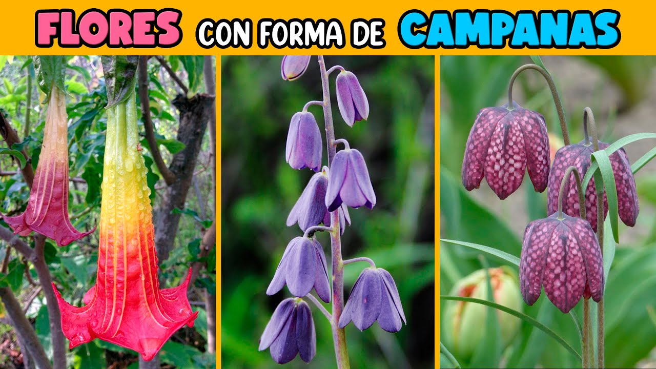 Flores en forma de campana: variedades