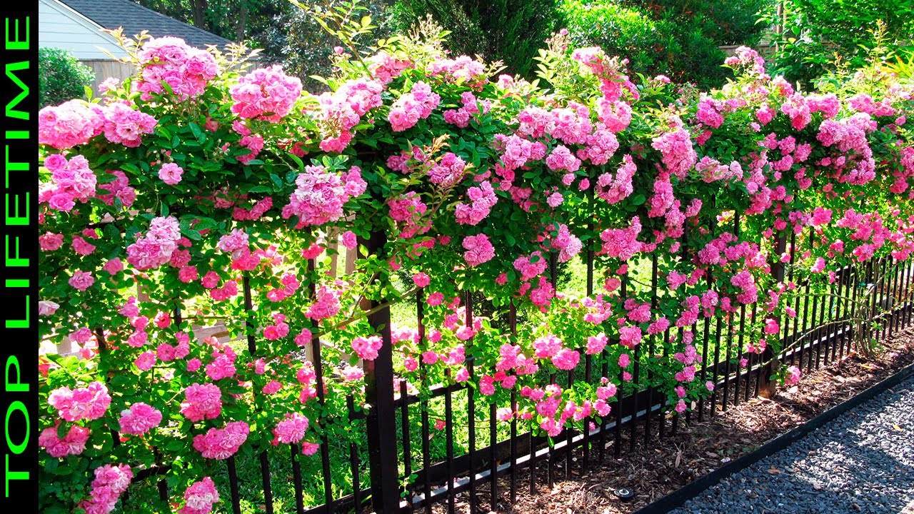 Flores similares a las rosas que te encantarán