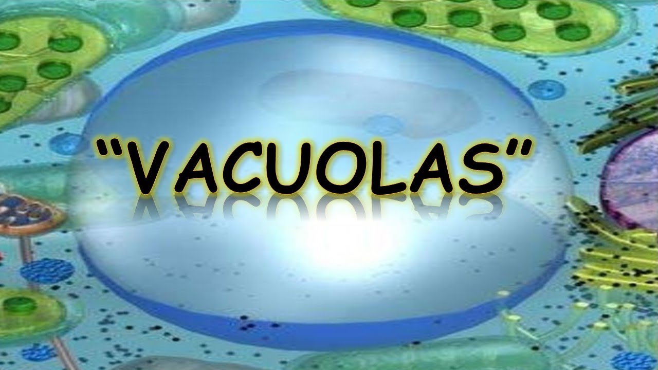 Función de la vacuola: ¡Importancia en las células!