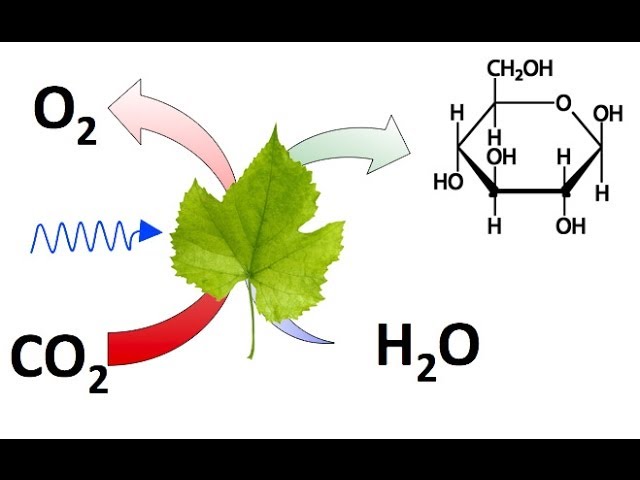 Función del dióxido de carbono en las plantas
