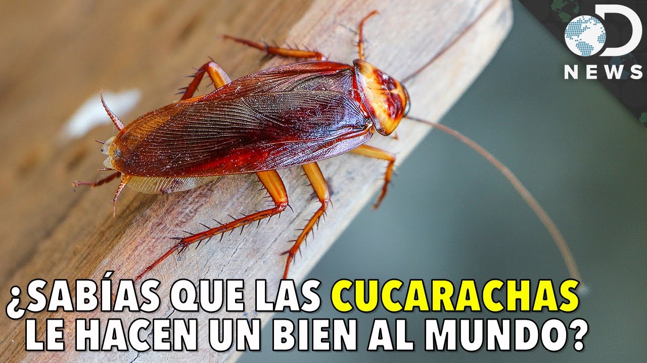Función sorprendente de las cucarachas