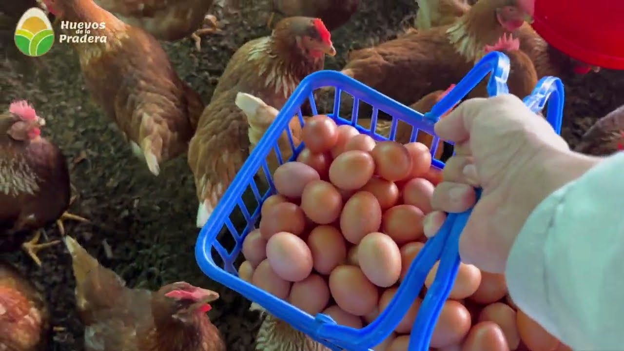 Gallinas ponedoras: huevos frescos diarios