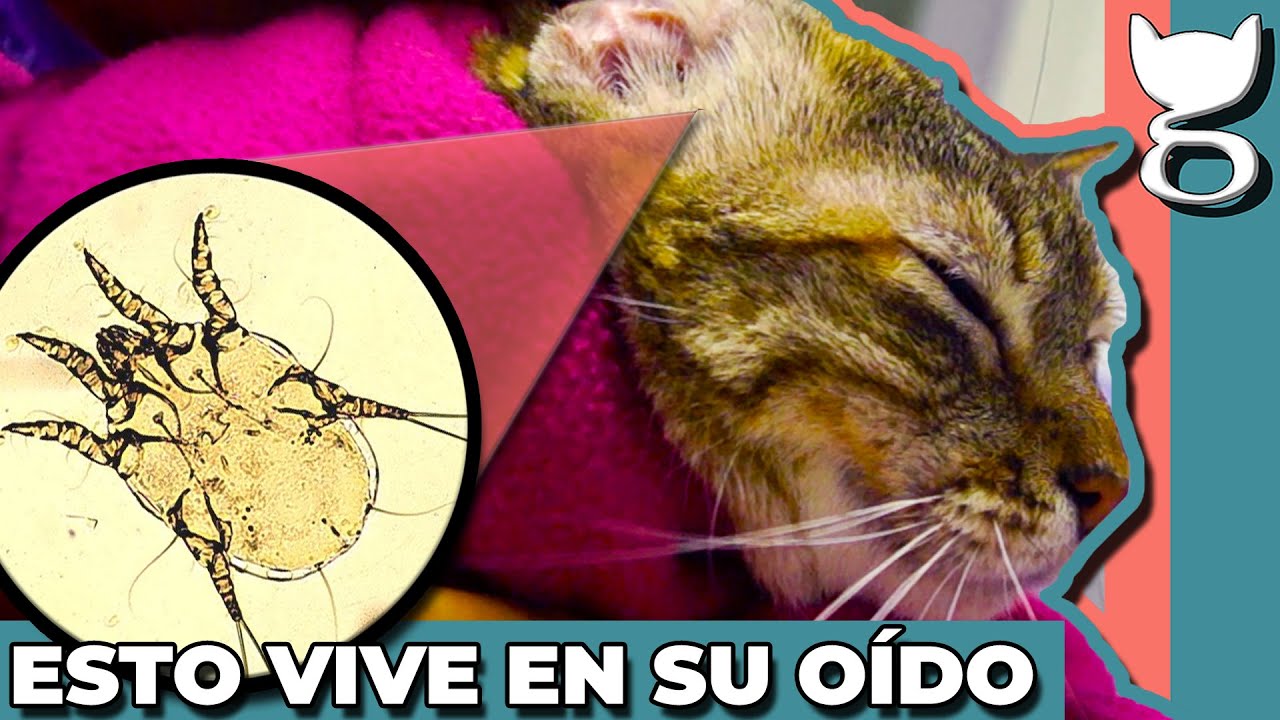 Gato con orejas caídas: Razones por las que tu gato tiene las orejas caídas