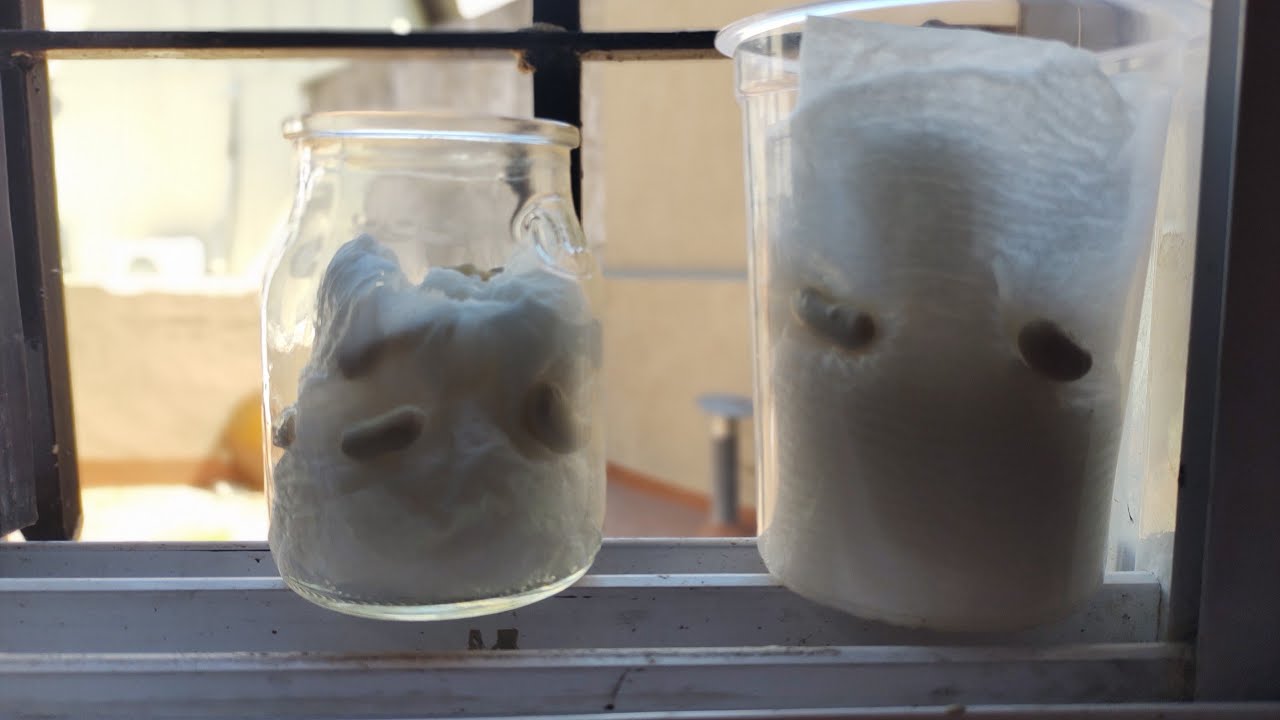 Germinación de semillas en un frasco