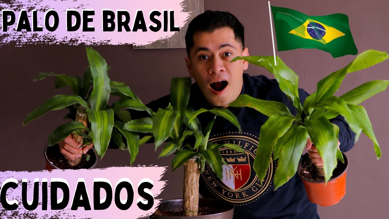 Guía de riego para el palo de Brasil