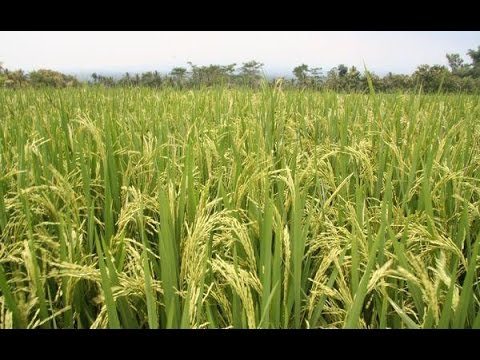 Guía de siembra y cosecha de arroz