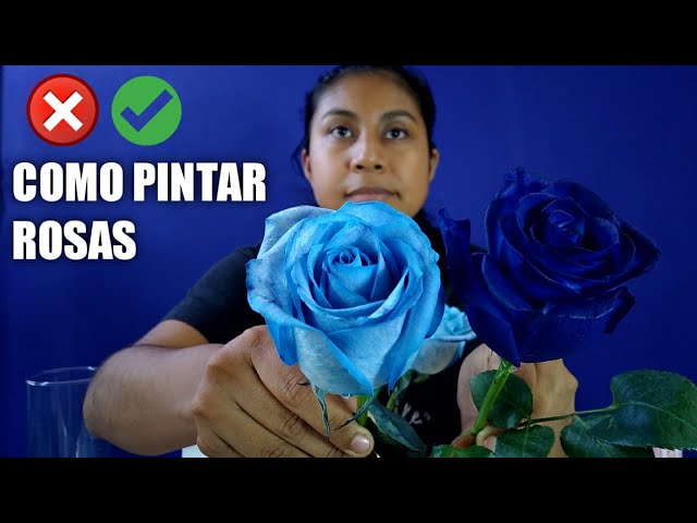 Guía para cambiar el color de una rosa