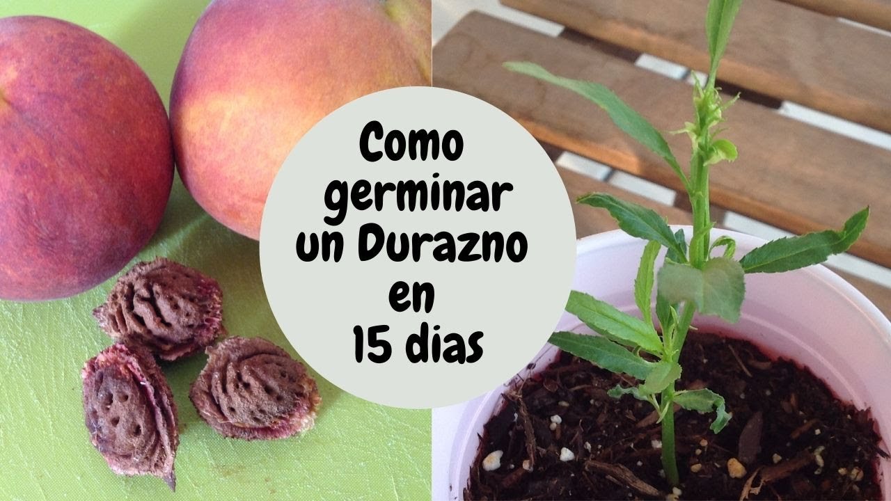 Guía para plantar durazno en maceta