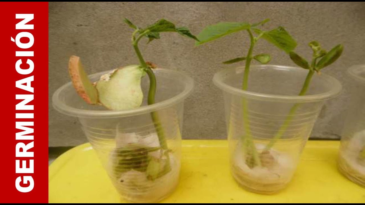 Guía para plantar frijoles en algodón