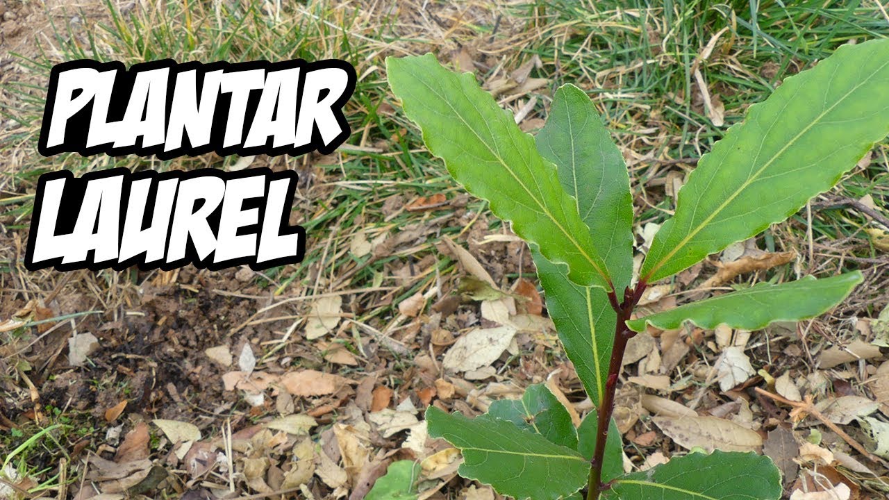 Guía para plantar laurel en el jardín