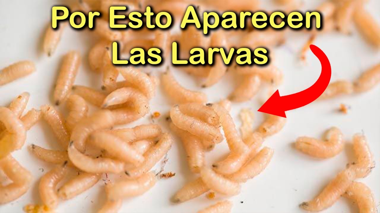 Gusanos en casa: ¡qué hacer ante esta situación!