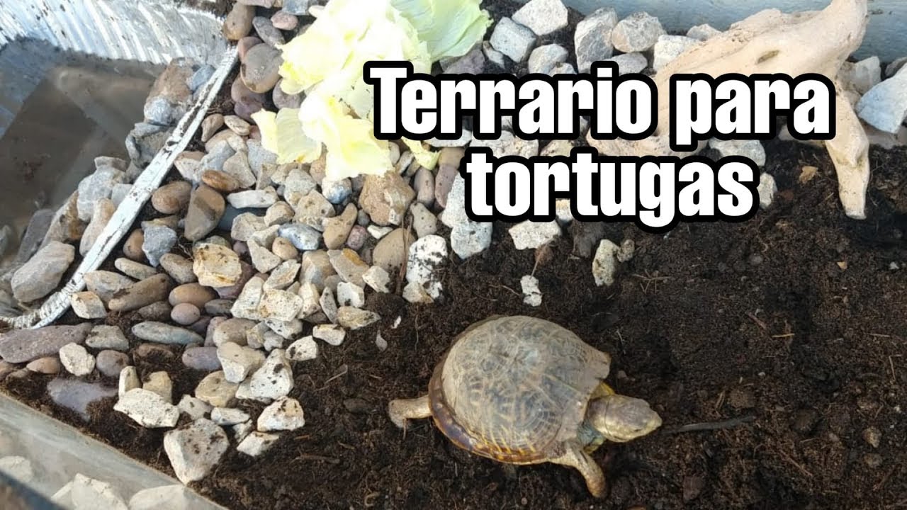 Hogar de las tortugas de tierra
