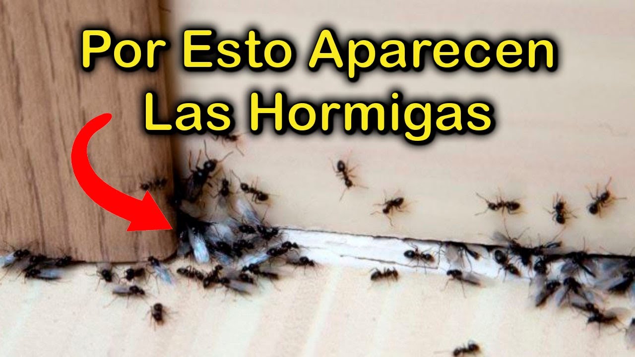 Hormigas en casa: ¿Qué significan?