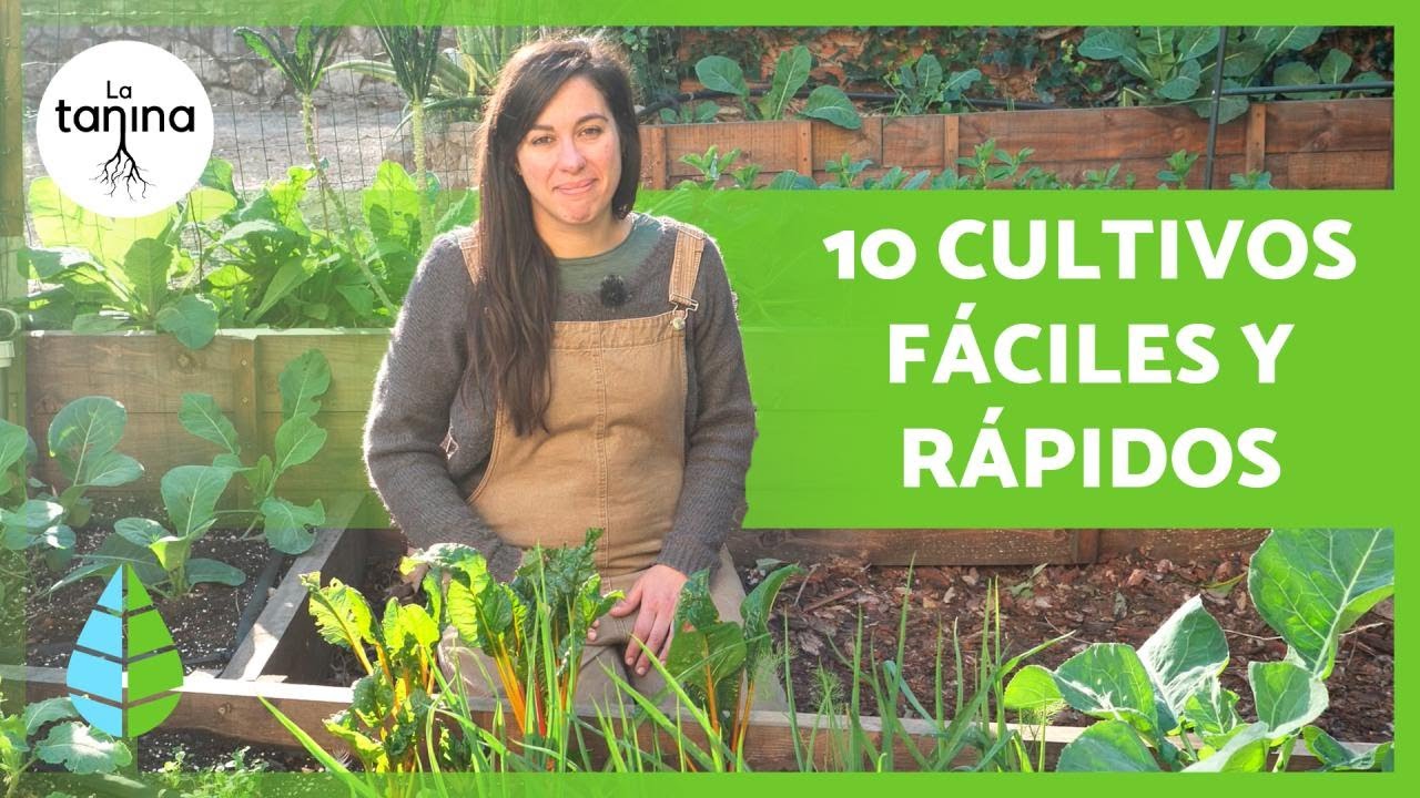 Ideas rápidas para sembrar plantas en casa