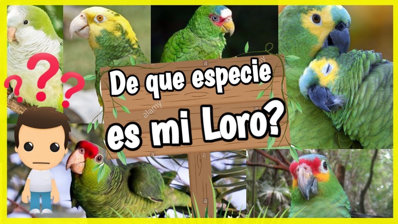 Identifica el tipo de loro que tienes