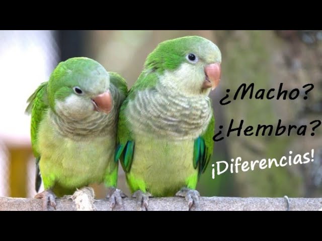 Identificar el sexo de tu cotorro