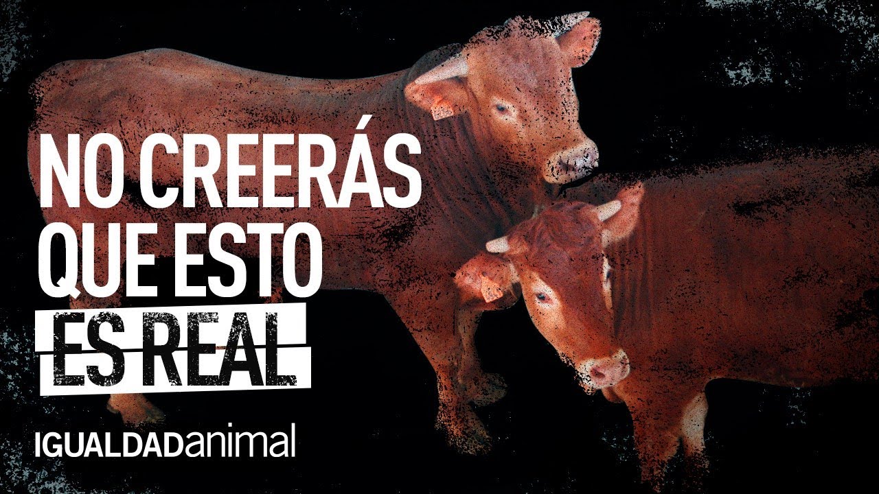 Impactante: ¿cuántos animales mueren por maltrato al año?