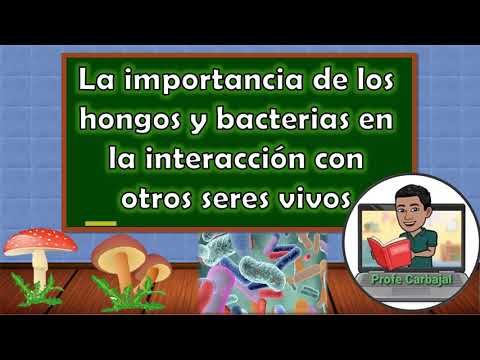Importancia de hongos y bacterias en el ecosistema