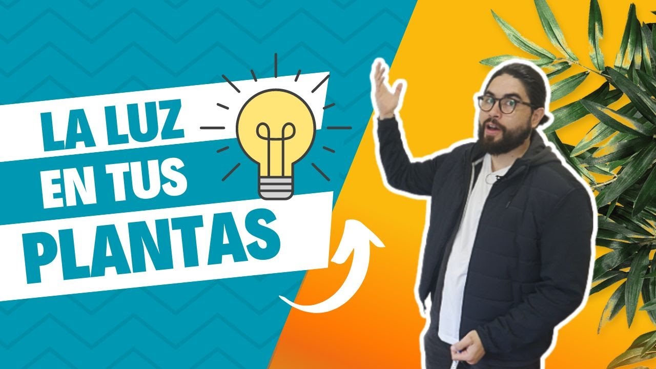 Importancia de la luz en el crecimiento de las plantas