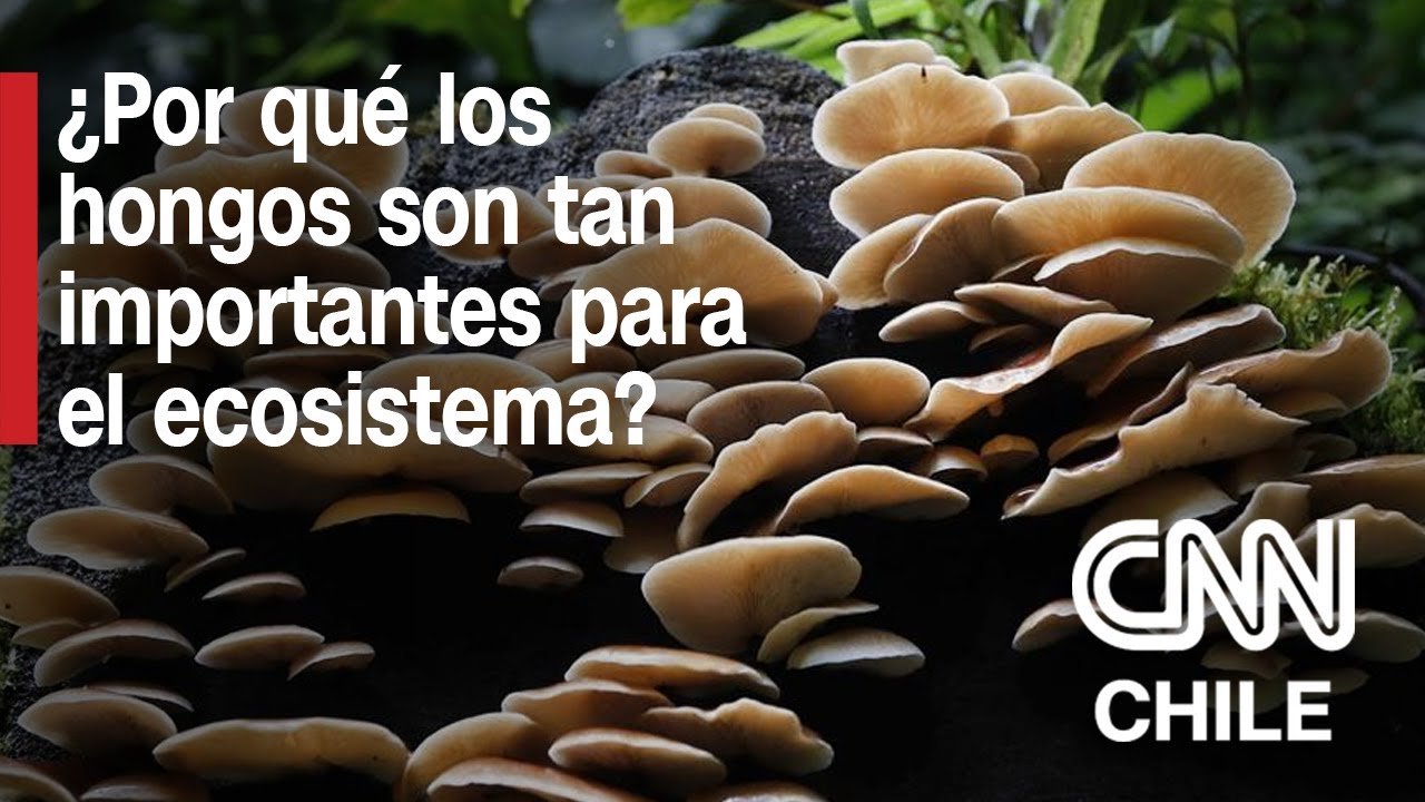 Importancia de los hongos en el ecosistema