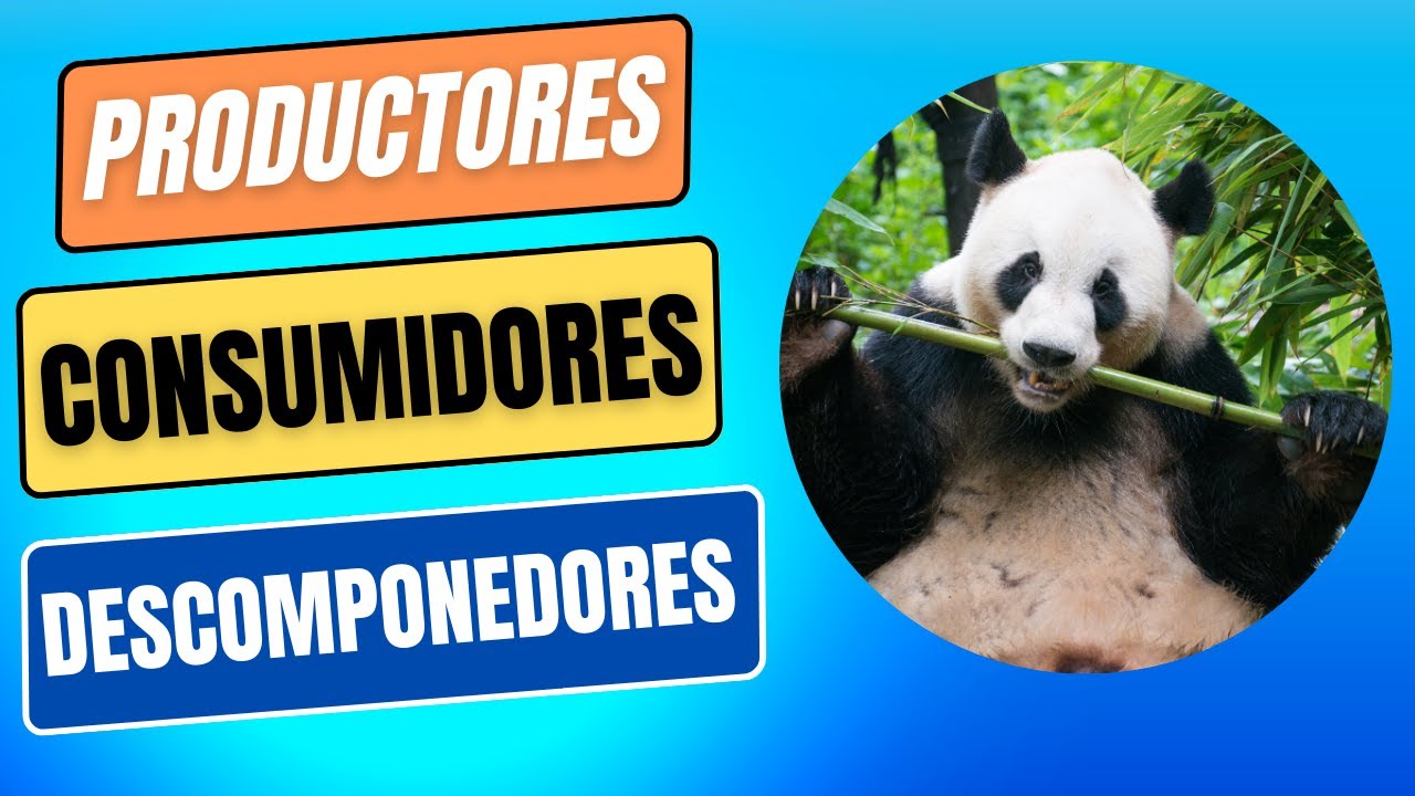 Importancia del productor en el ecosistema