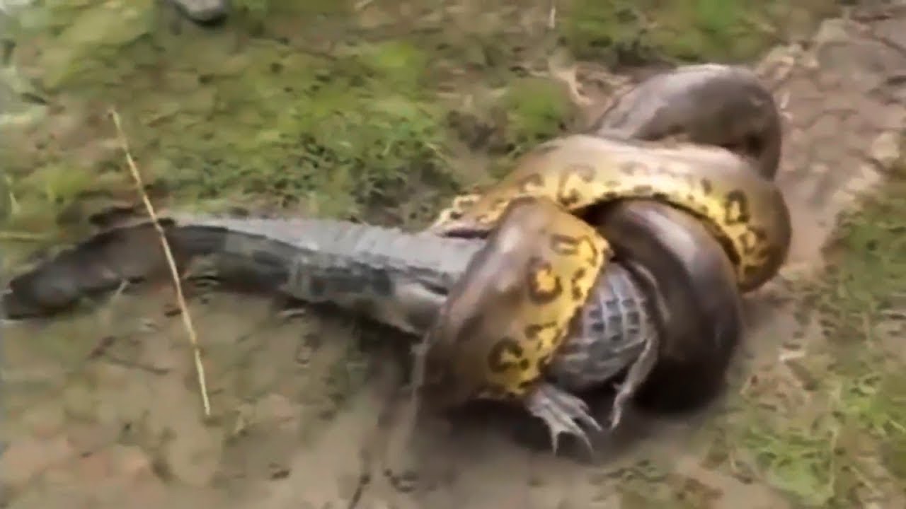 Increíble: serpiente devora cocodrilo y explota