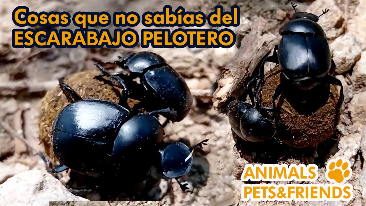 Insectos que se alimentan de estiércol