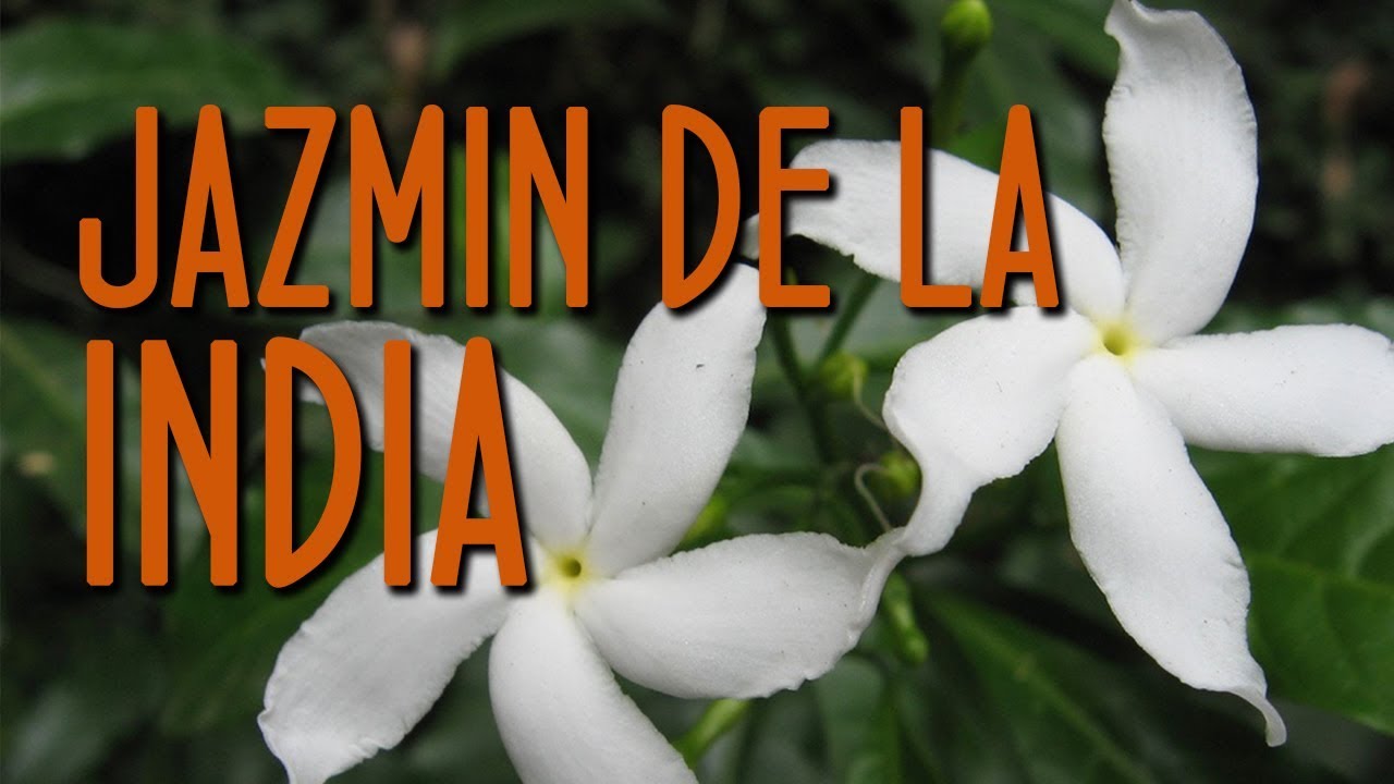 Jazmín de la India: nombre científico