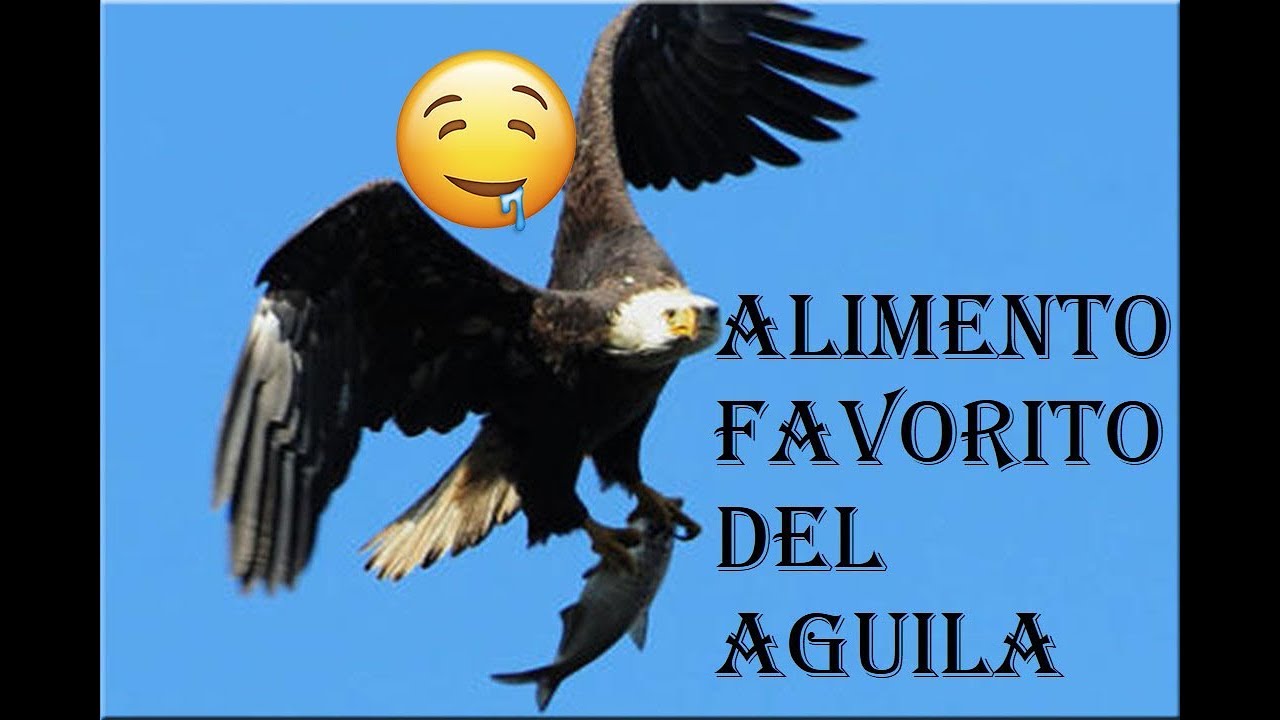 La alimentación de las águilas: todo lo que necesitas saber