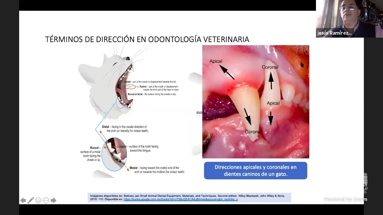 La anatomía bucal de los animales