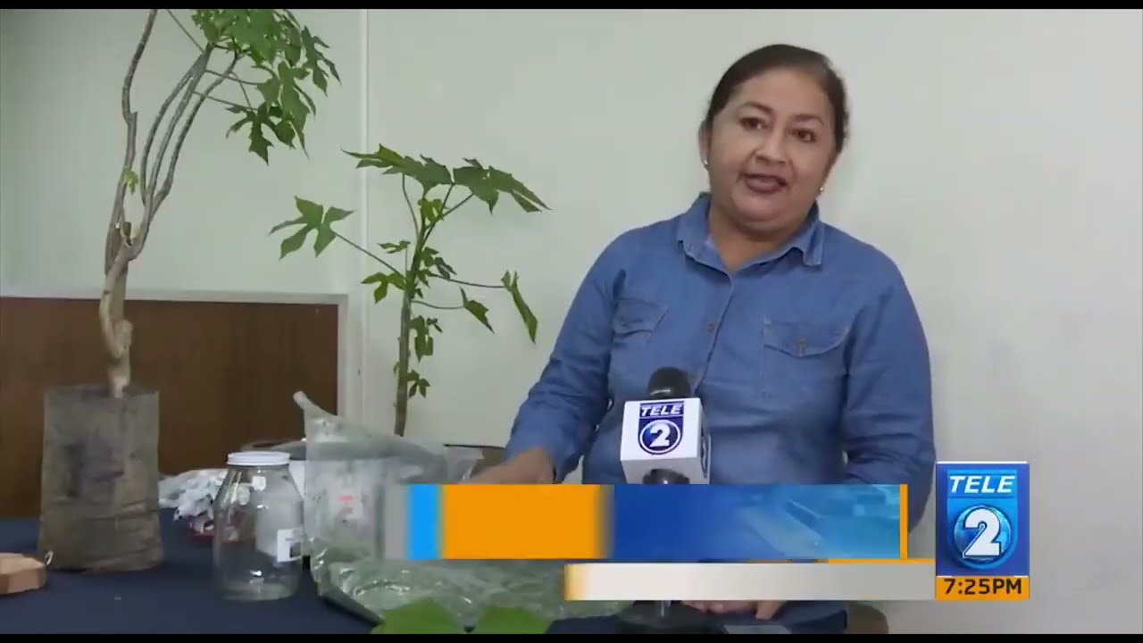 La chaya y sus beneficios para la salud renal