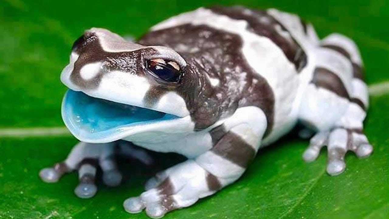 La rana más venenosa del mundo: Descubre a la rana más letal del planeta