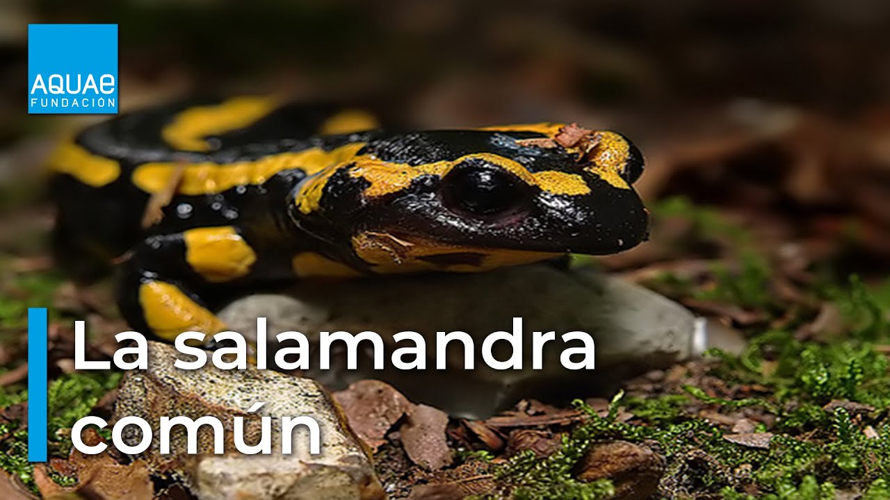 La salamandra: ¿qué tipo de animal es?