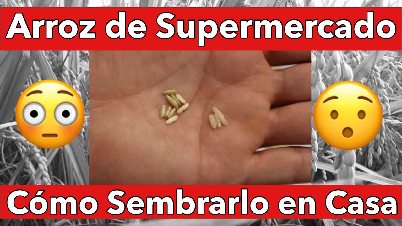 La semilla del arroz: ¿cómo es?
