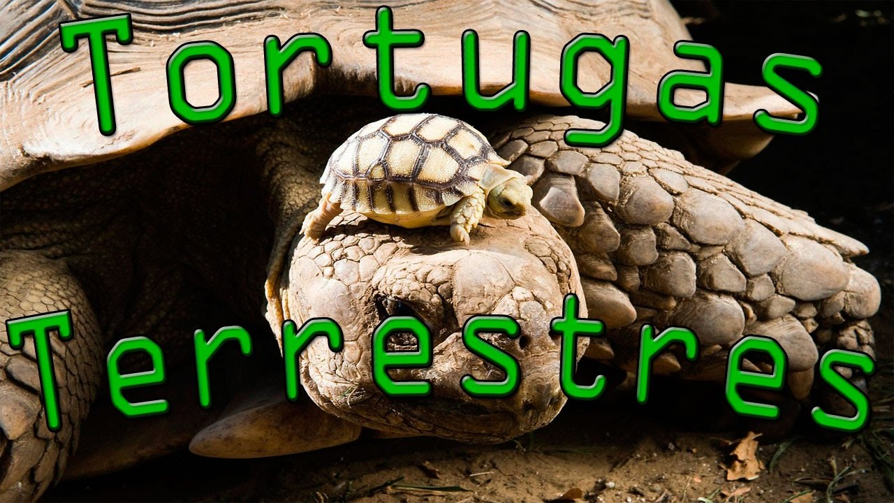 La vida de la tortuga terrestre