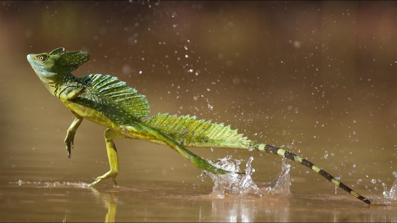 Lagartos que sorprenden al correr sobre el agua